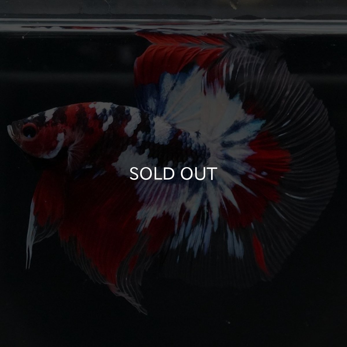 画像2: HM 鯉ギャラクシー クリアフィン (2)