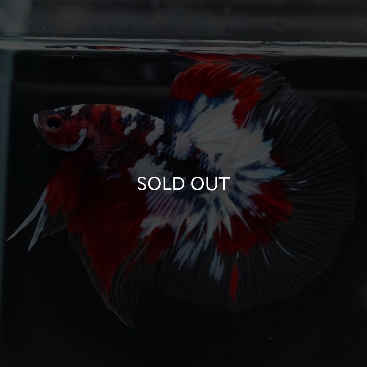 画像6: HM 鯉ギャラクシー クリアフィン (6)