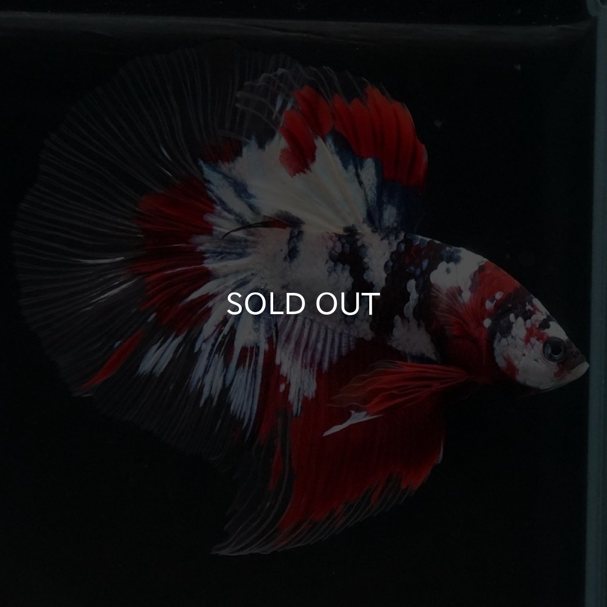 画像5: HM 鯉ギャラクシー クリアフィン (5)