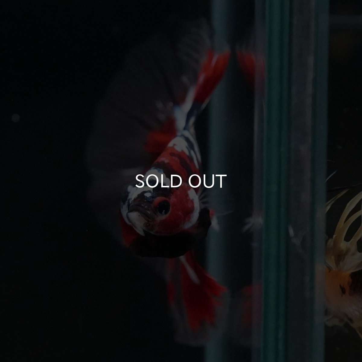 画像4: HM 鯉ギャラクシー クリアフィン (4)