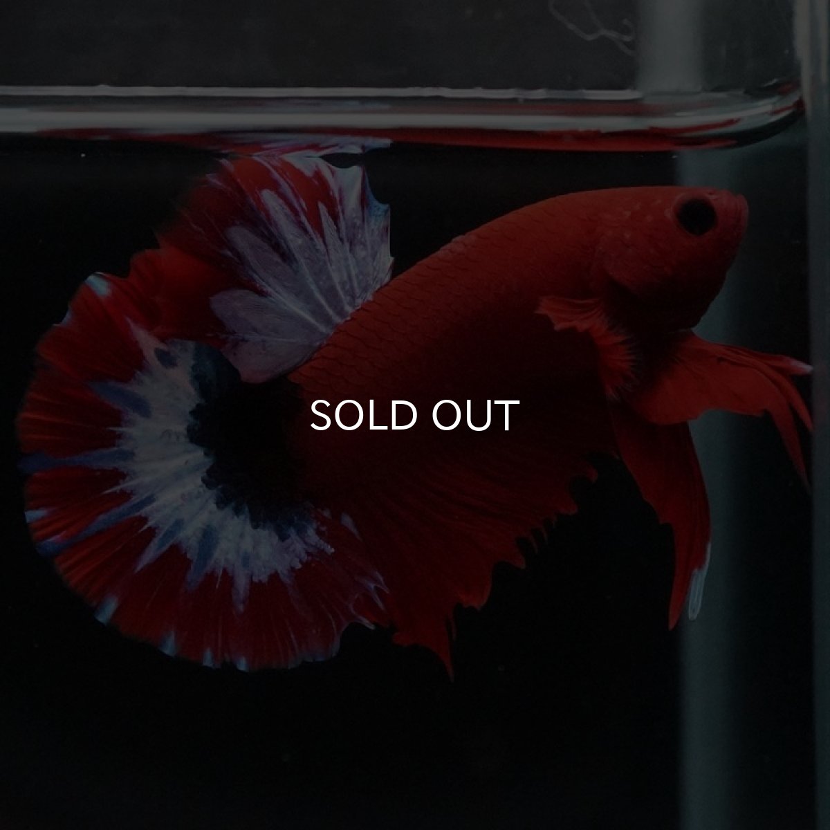 画像7: HMPK　ヘルボーイ (7)