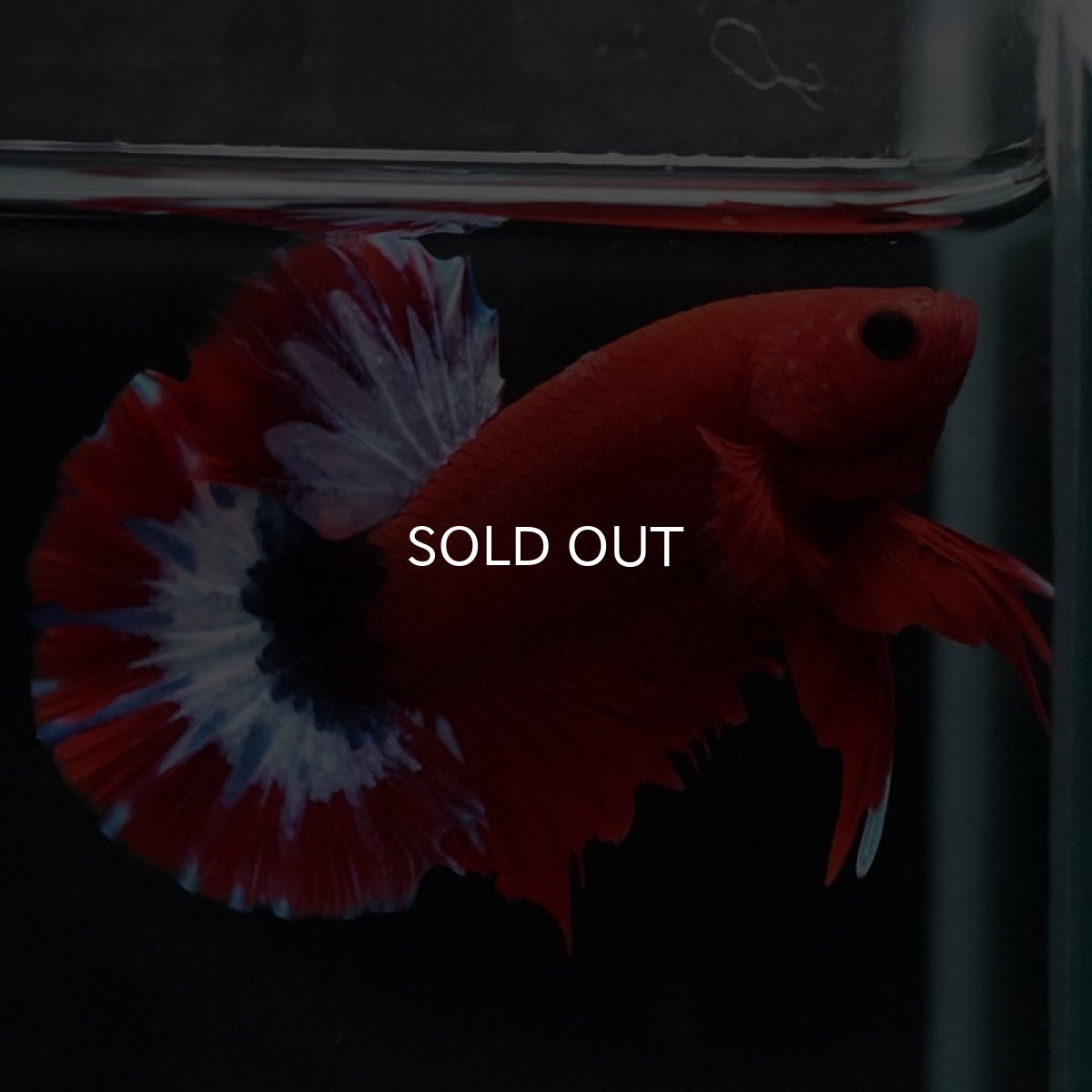 画像5: HMPK　ヘルボーイ (5)