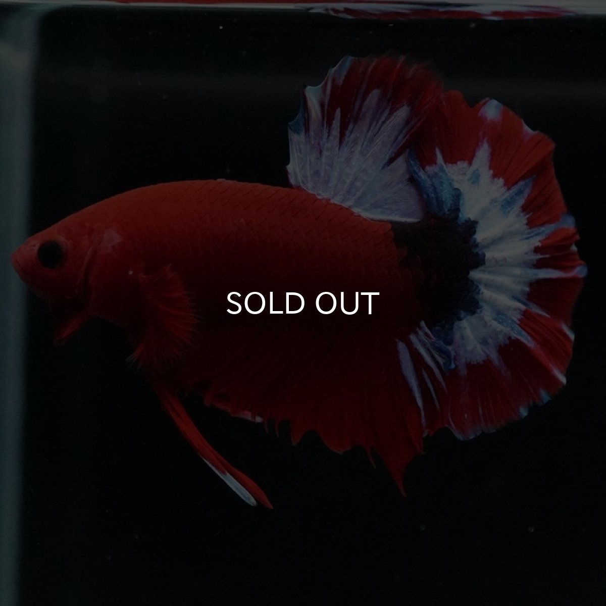 画像8: HMPK　ヘルボーイ (8)