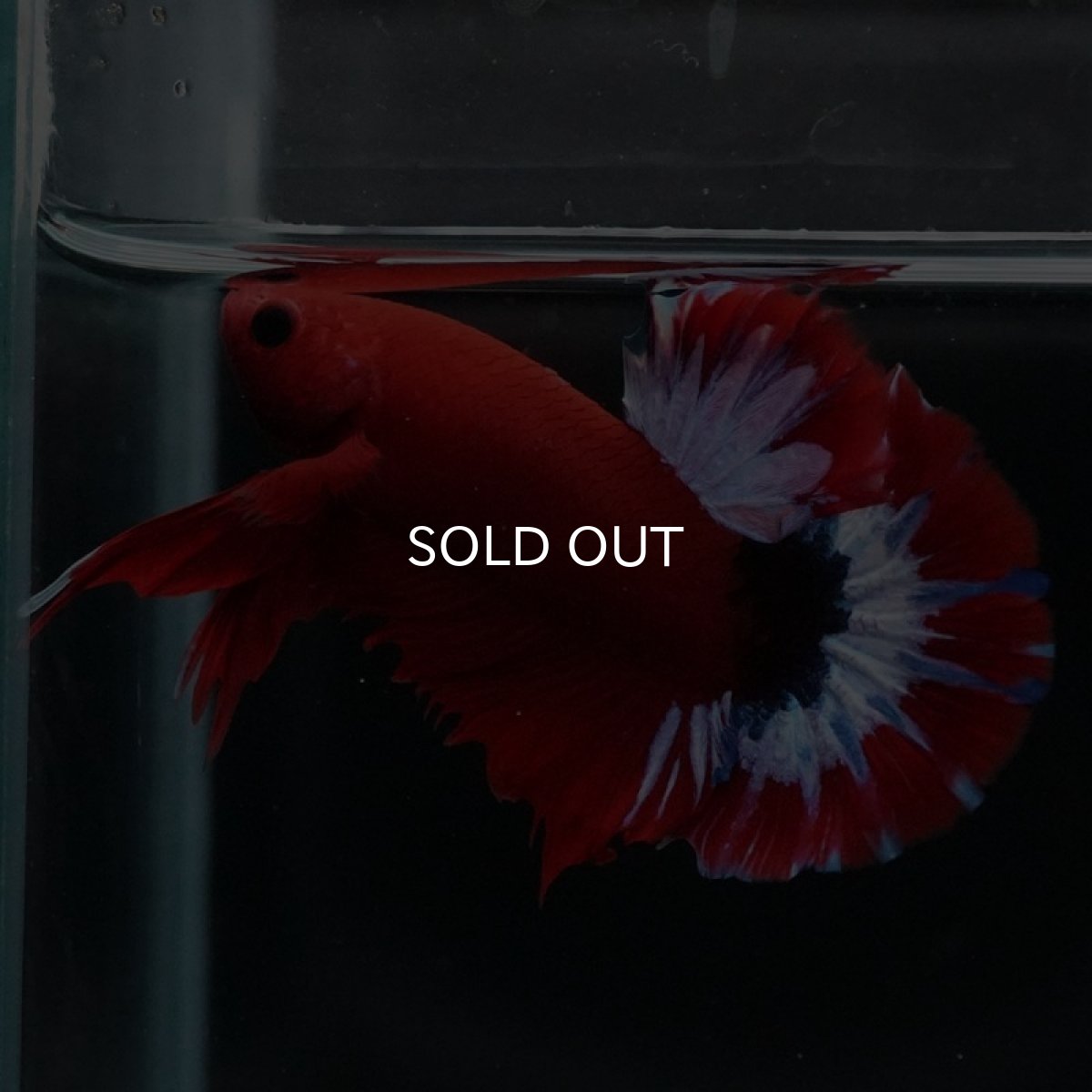 画像6: HMPK　ヘルボーイ (6)