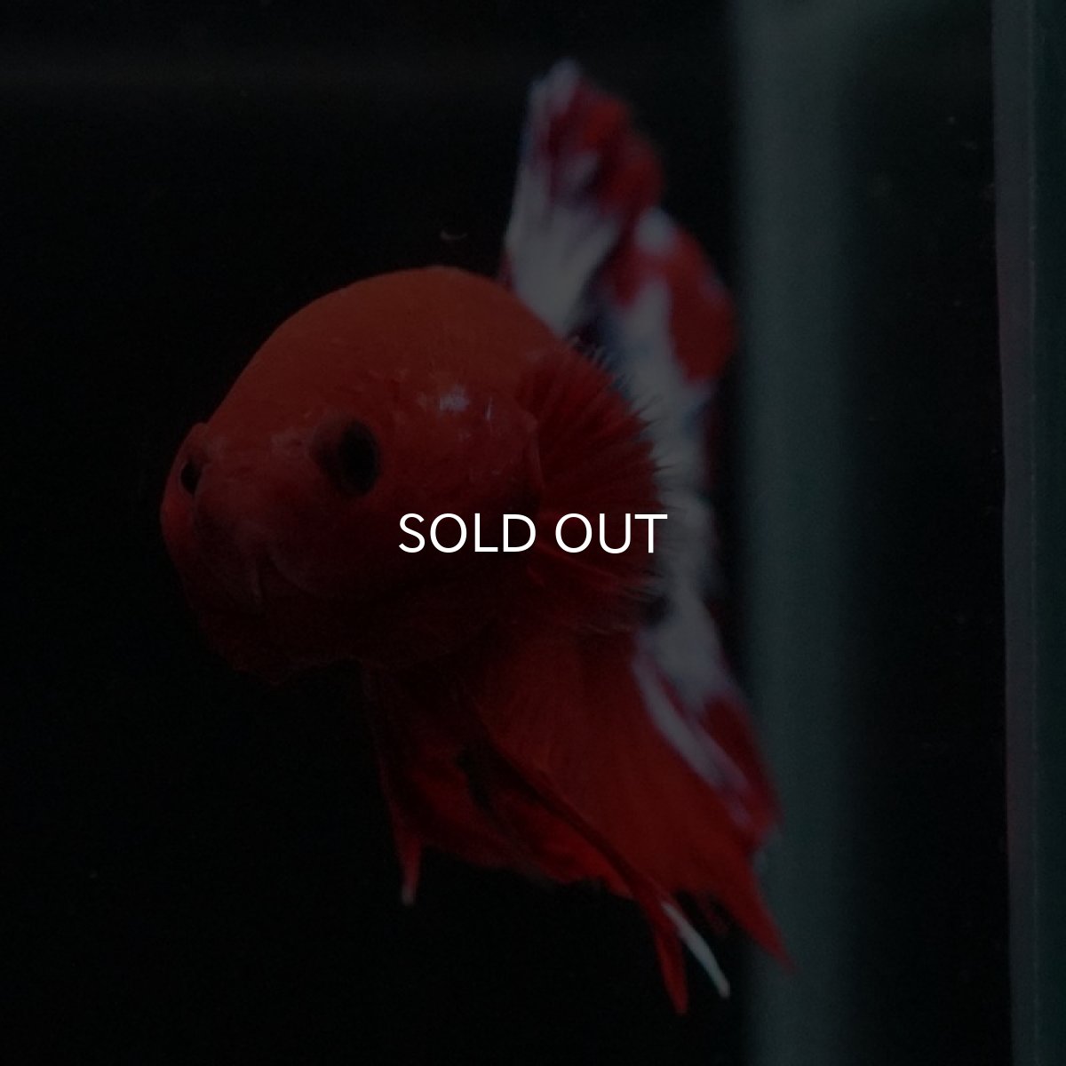 画像3: HMPK　ヘルボーイ (3)