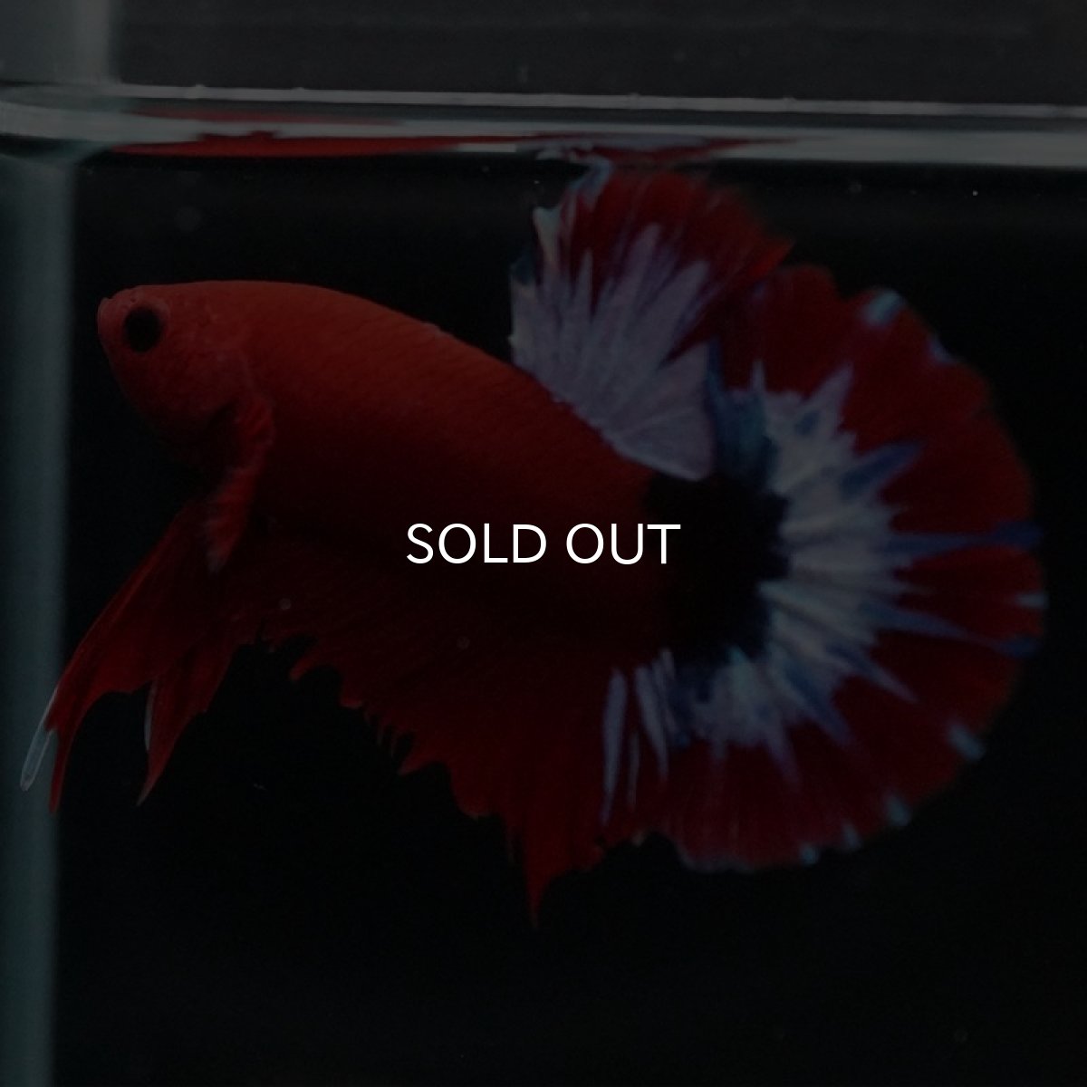 画像4: HMPK　ヘルボーイ (4)