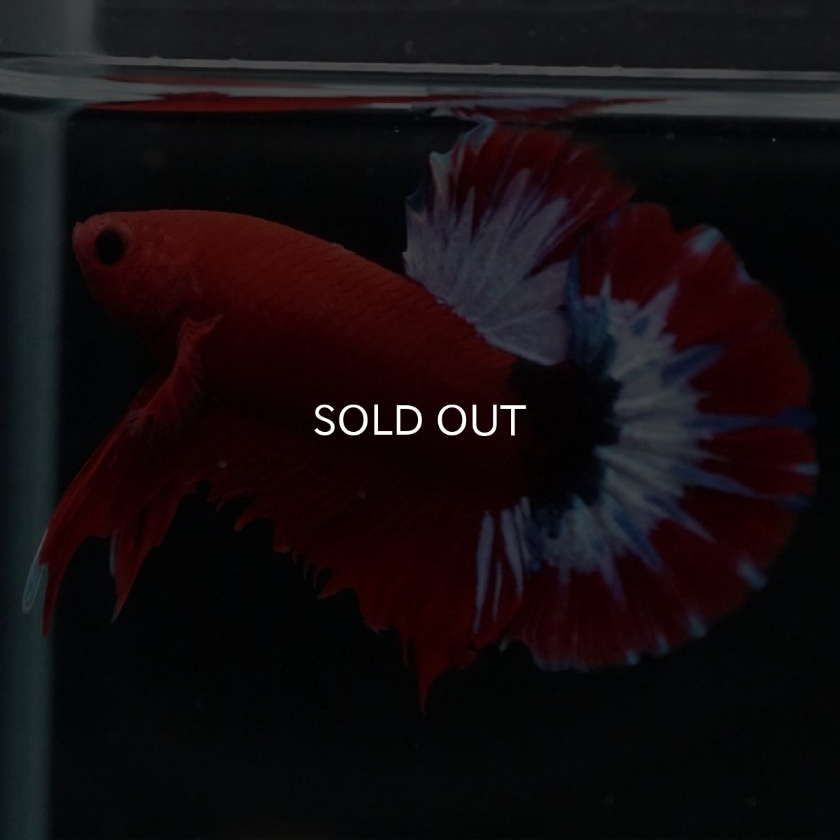 画像2: HMPK　ヘルボーイ (2)