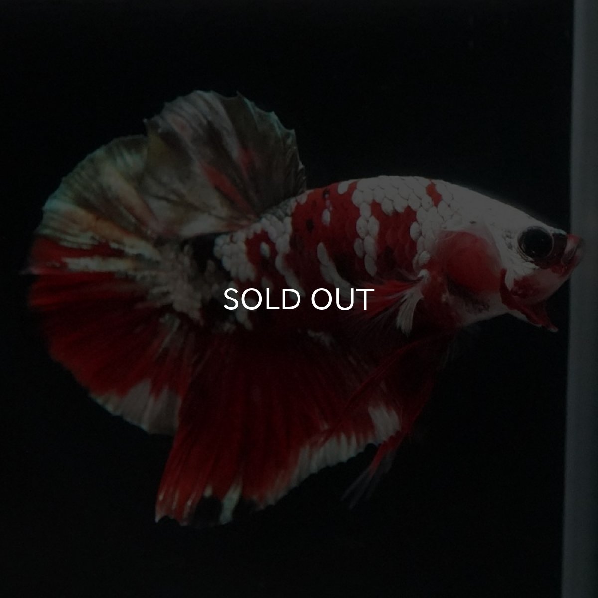 画像6: HMPK 鯉カッパー (6)