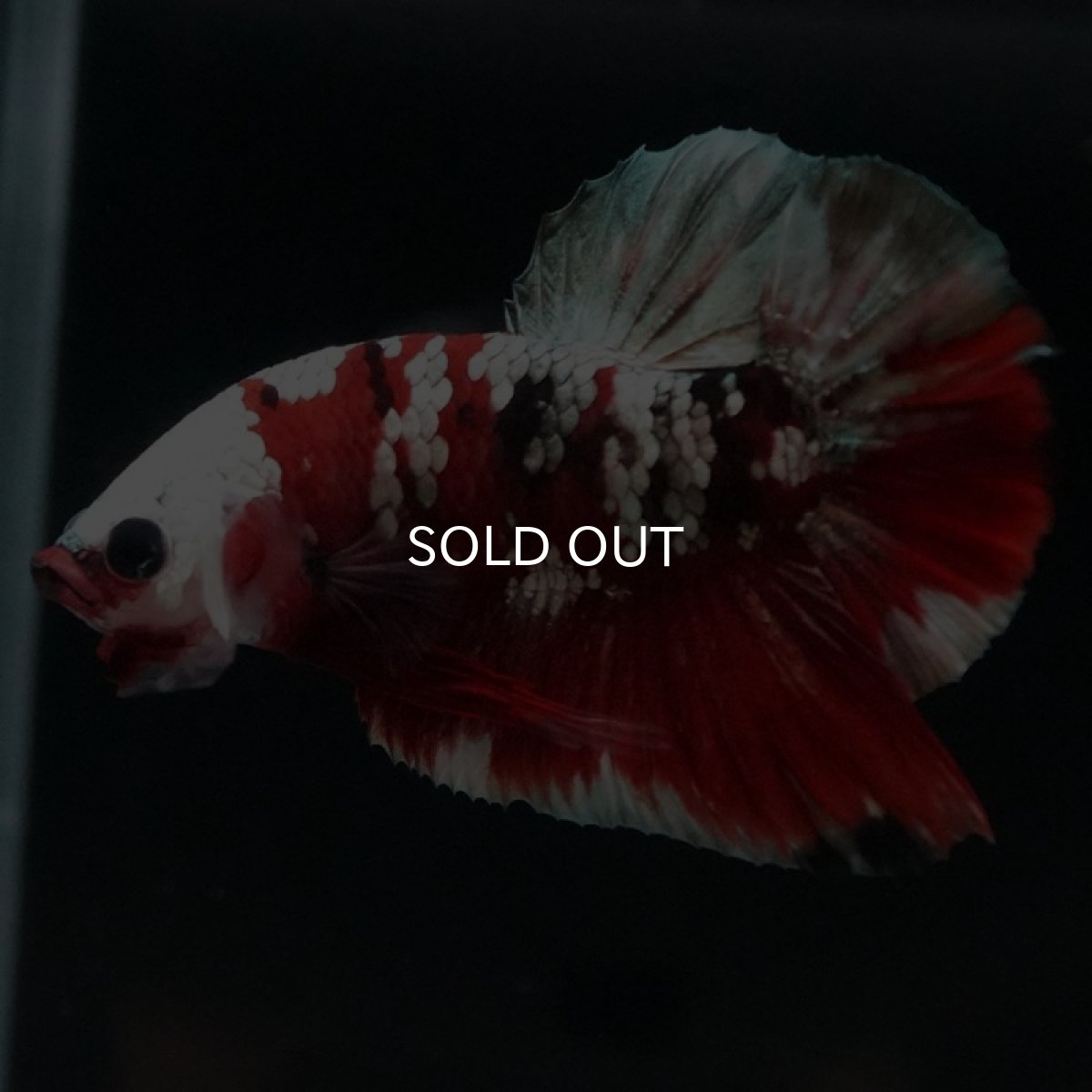 画像7: HMPK 鯉カッパー (7)