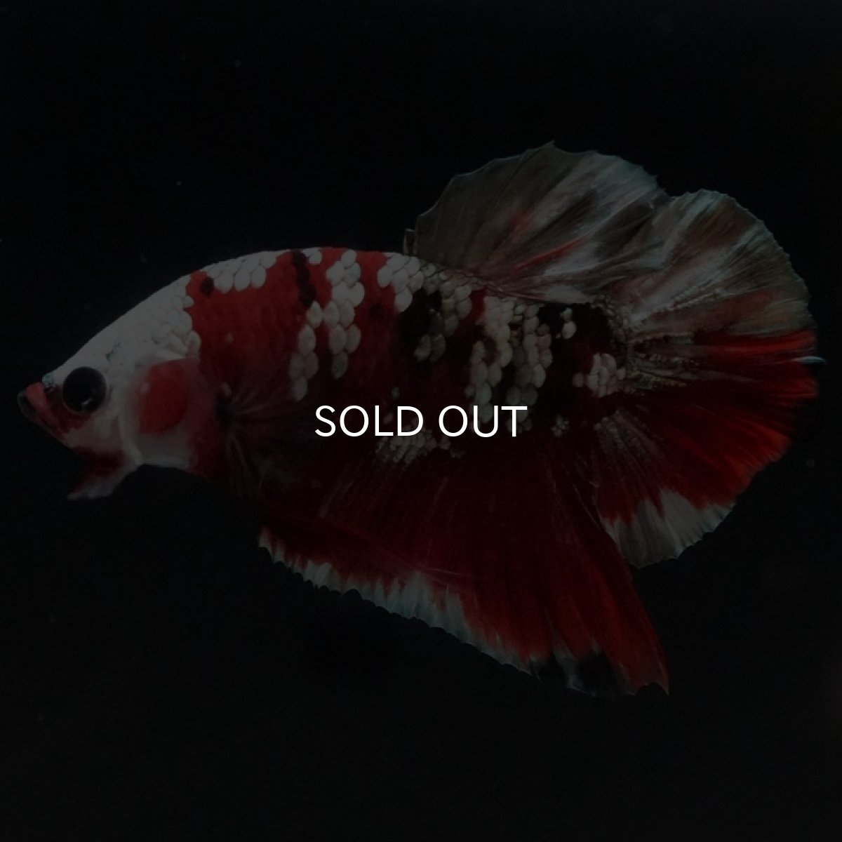 画像5: HMPK 鯉カッパー (5)