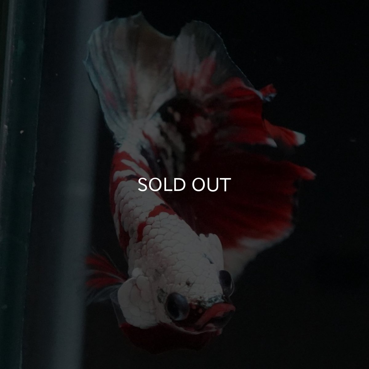 画像3: HMPK 鯉カッパー (3)