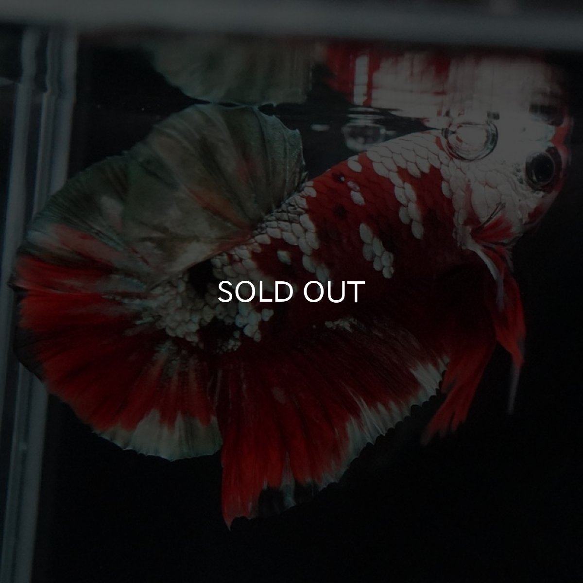 画像4: HMPK 鯉カッパー (4)