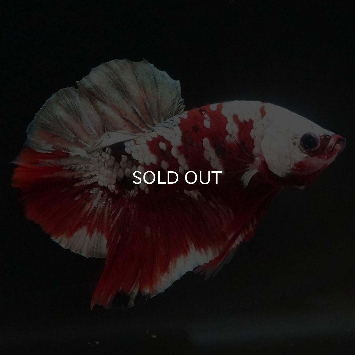 画像2: HMPK 鯉カッパー (2)