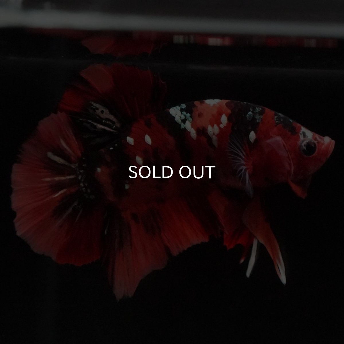 画像8: HMPK ニモカッパー (8)