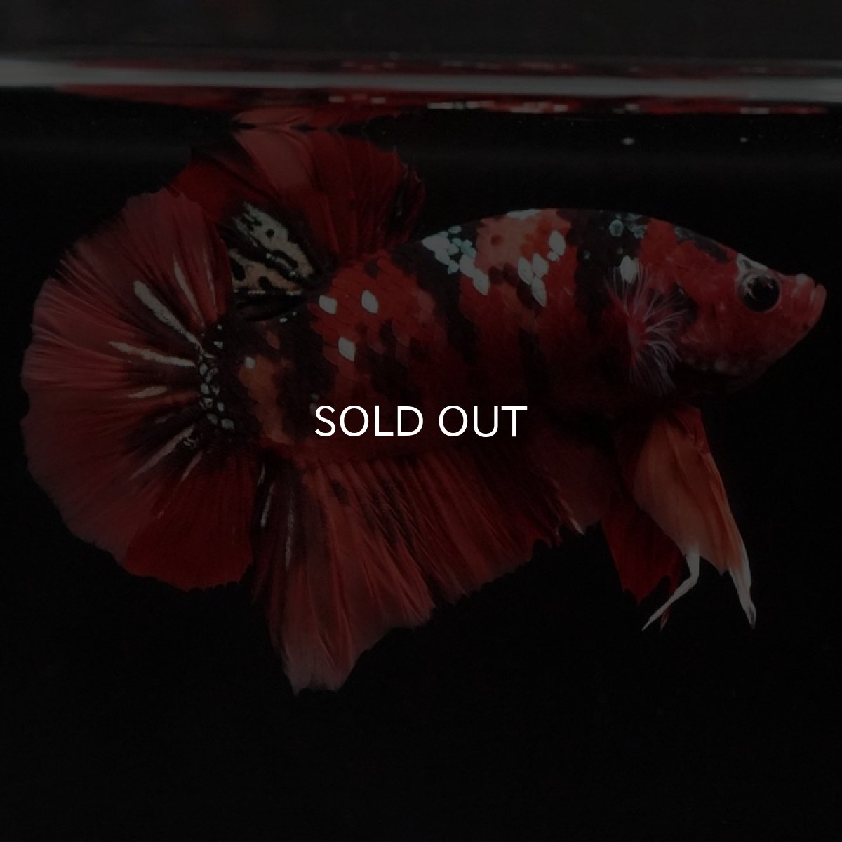 画像7: HMPK ニモカッパー (7)