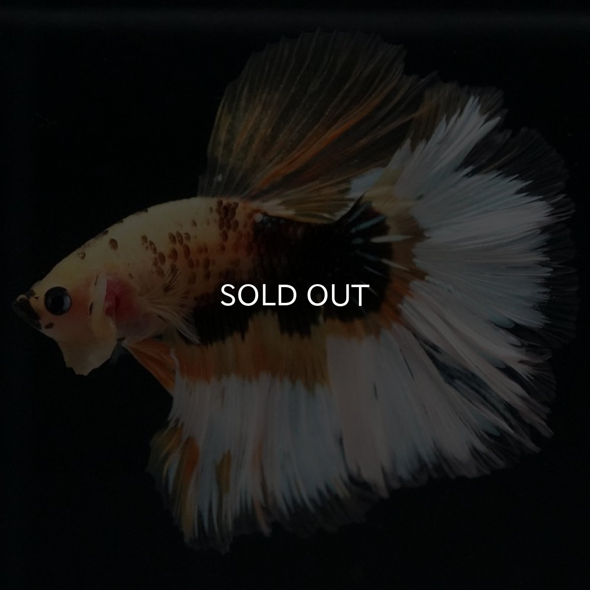 画像8: HM イエローファンシー (8)