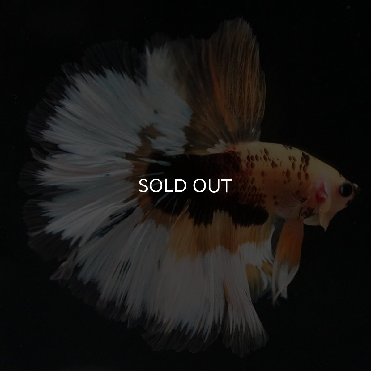 画像4: HM イエローファンシー (4)