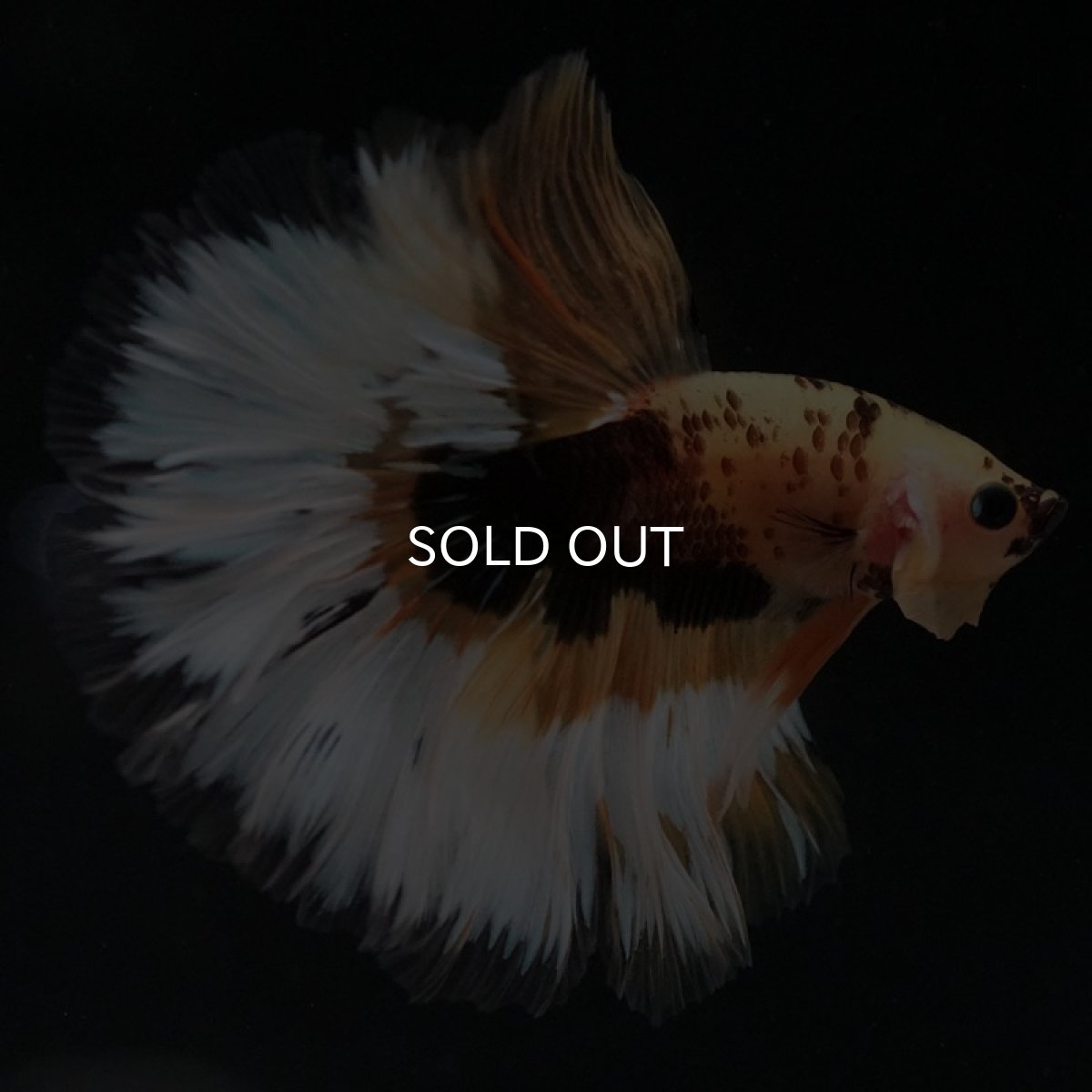 画像2: HM イエローファンシー (2)