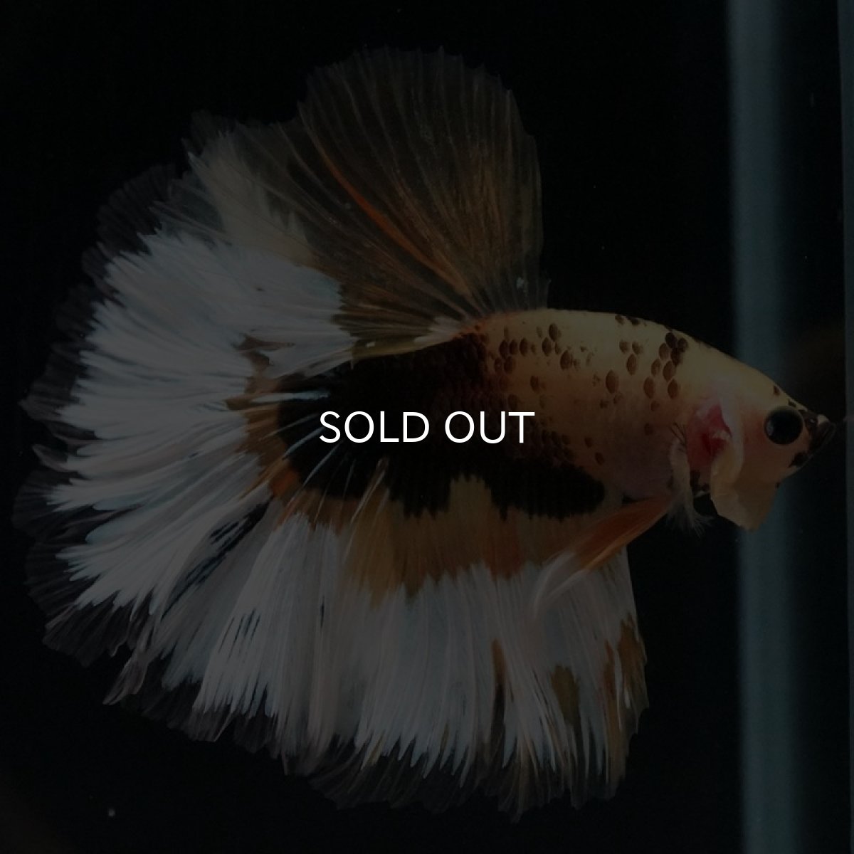 画像6: HM イエローファンシー (6)