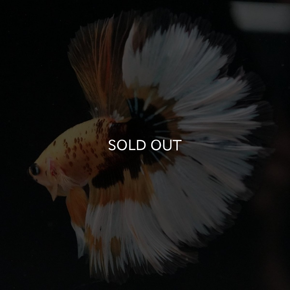 画像7: HM イエローファンシー (7)