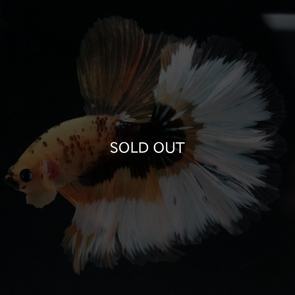 画像5: HM イエローファンシー (5)