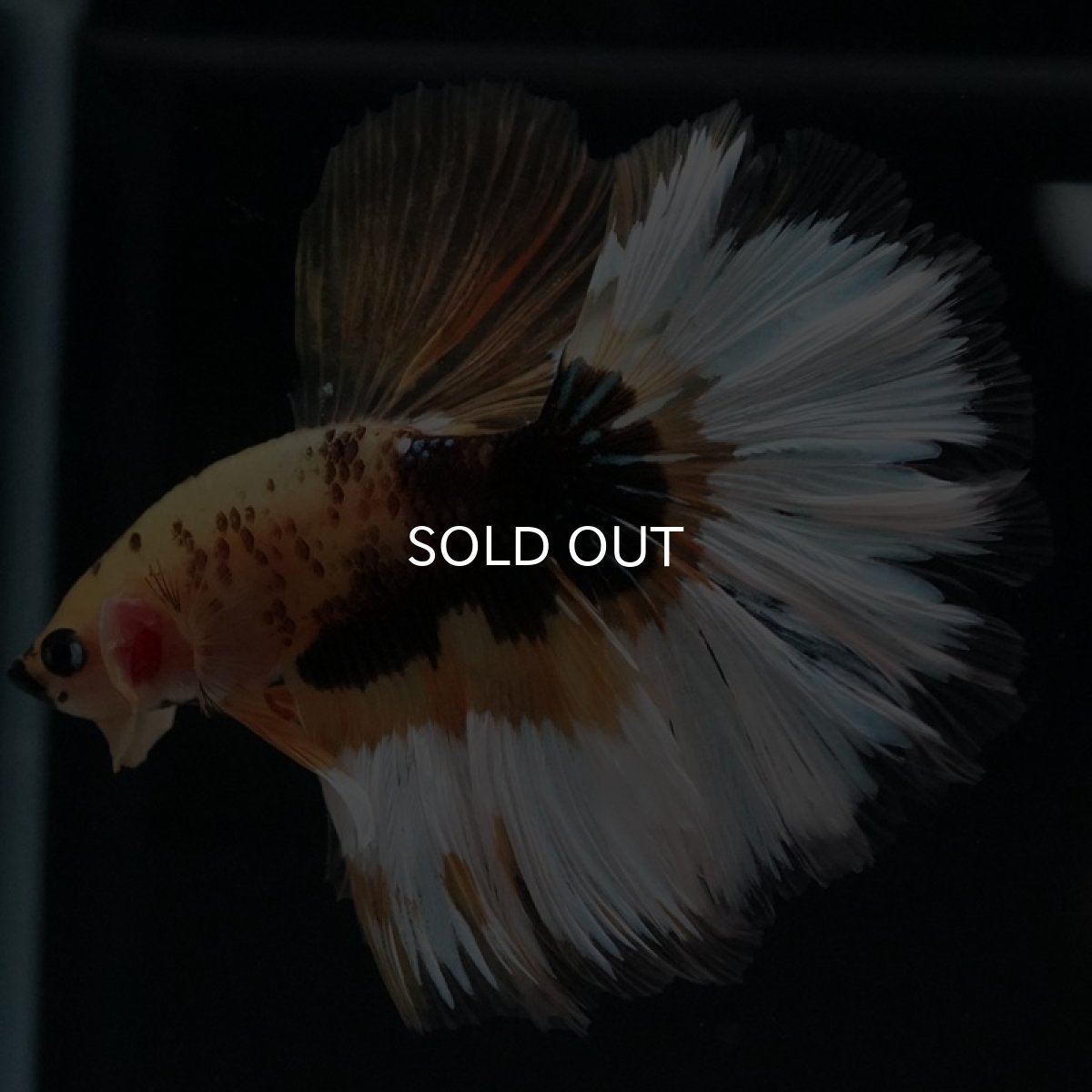 画像3: HM イエローファンシー (3)