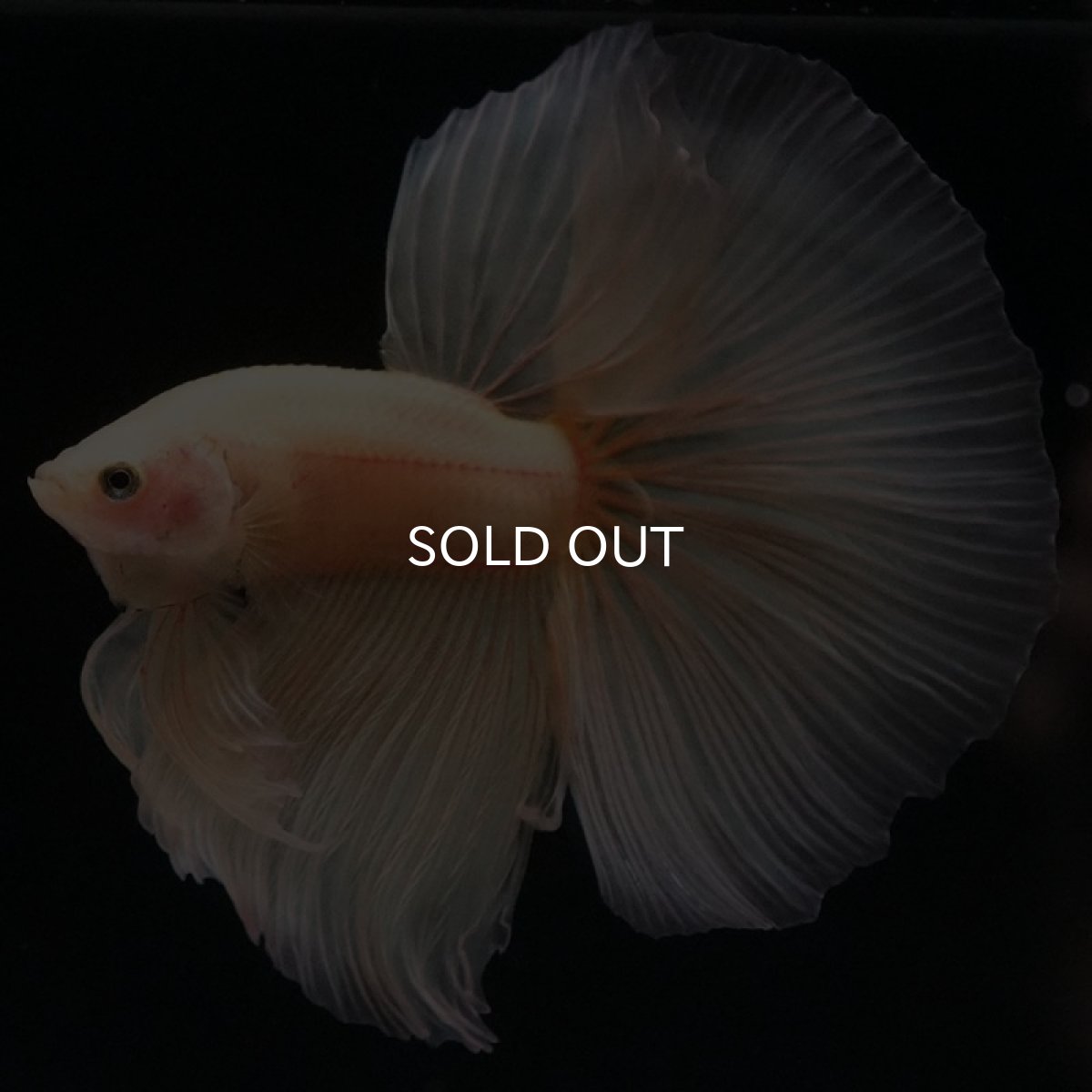 画像2: HM ソリッドイエロー (2)