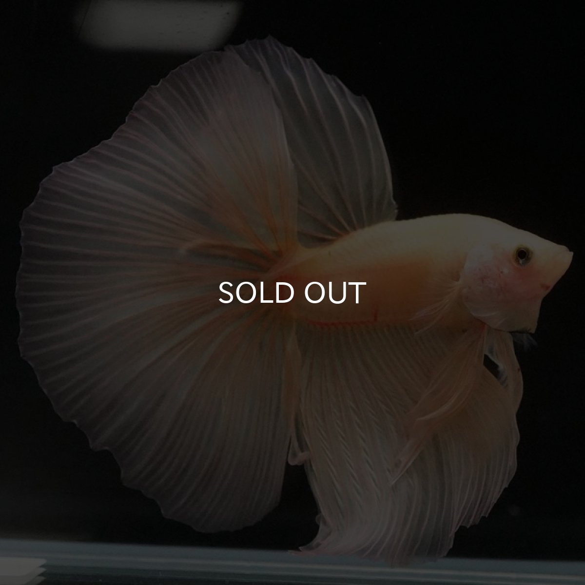 画像5: HM ソリッドイエロー (5)