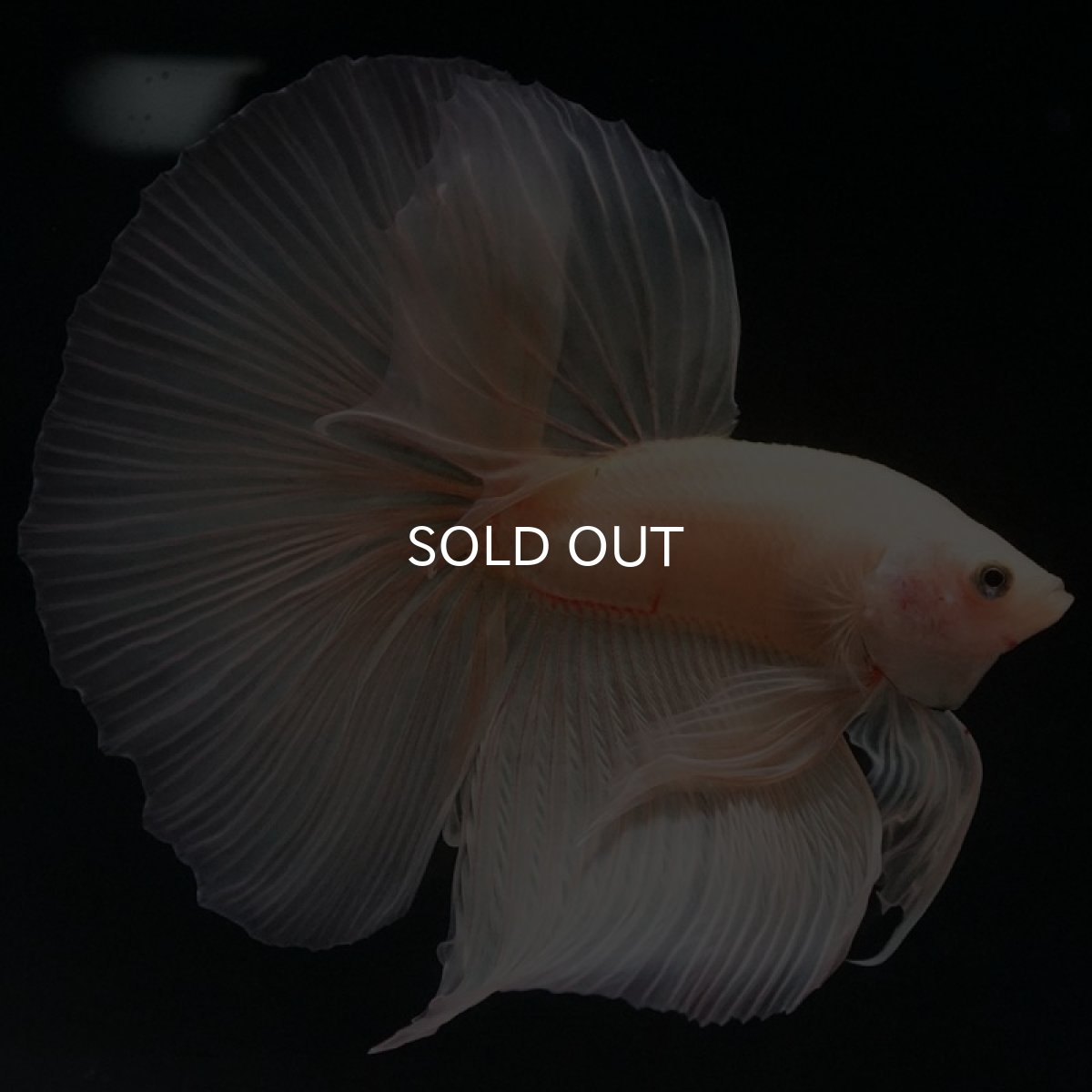 画像3: HM ソリッドイエロー (3)