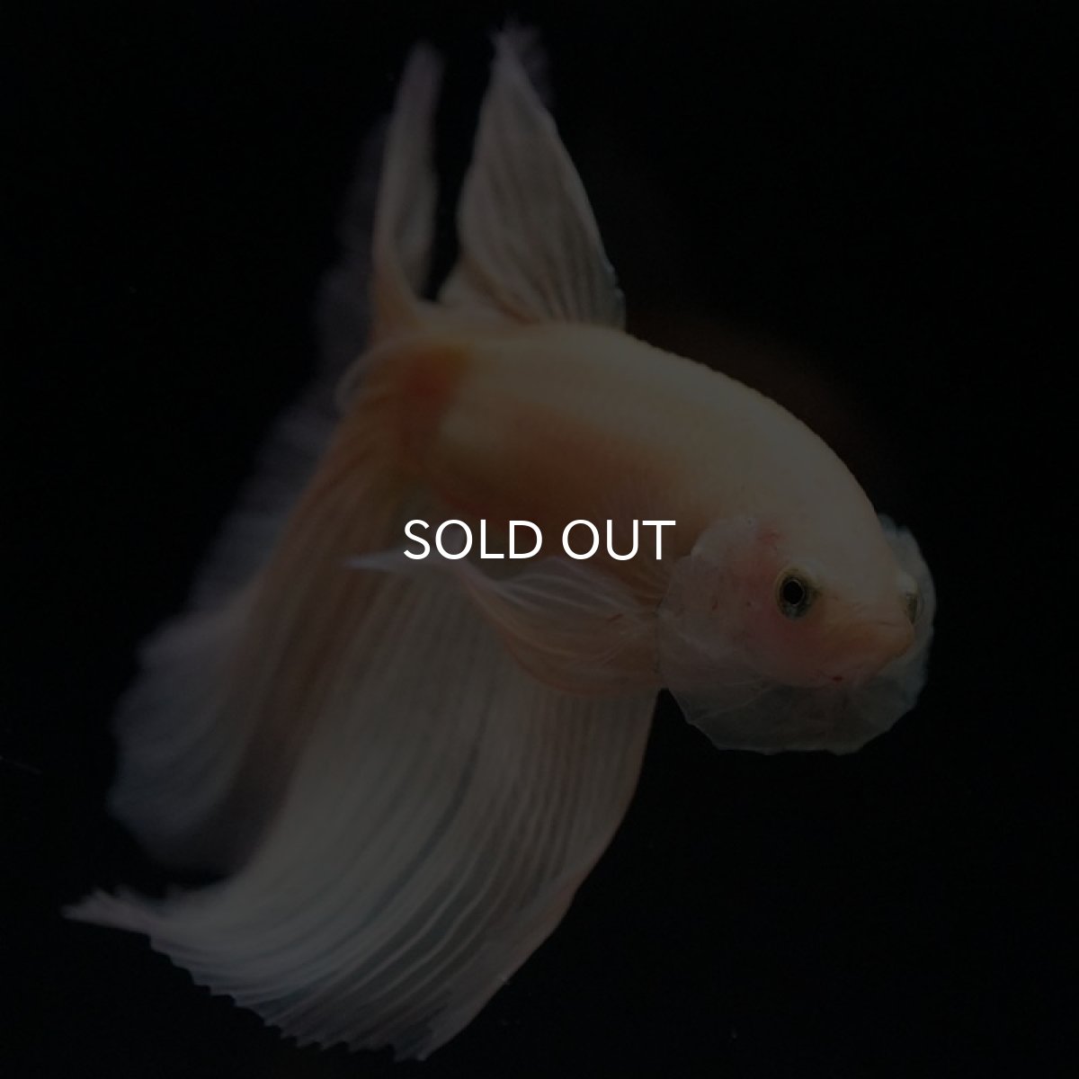 画像4: HM ソリッドイエロー (4)