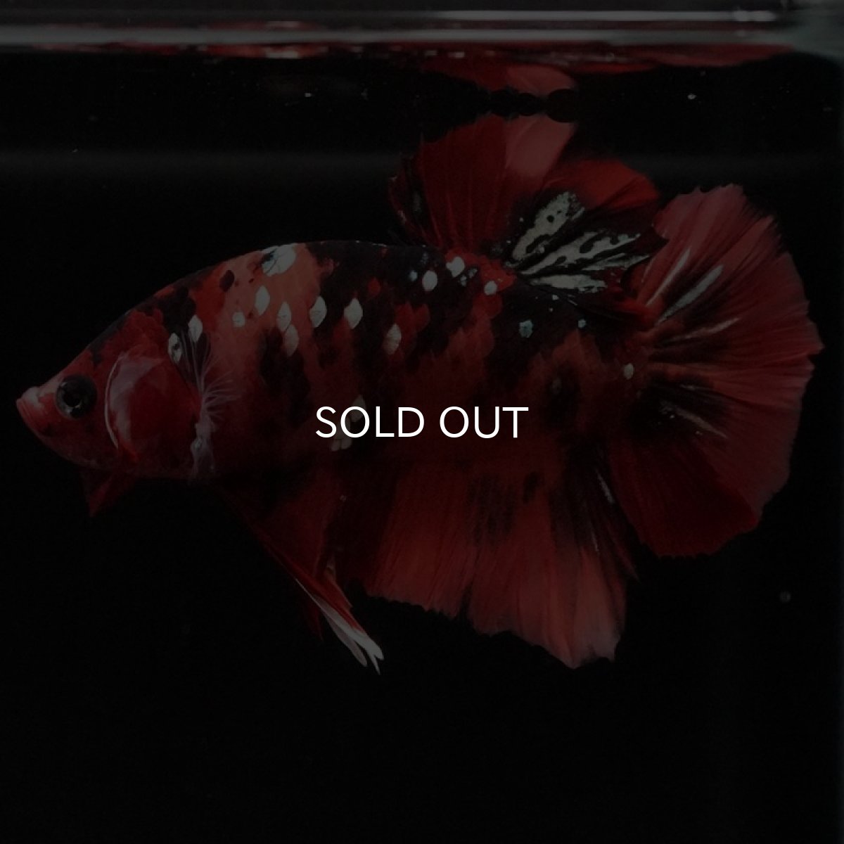 画像5: HMPK ニモカッパー (5)