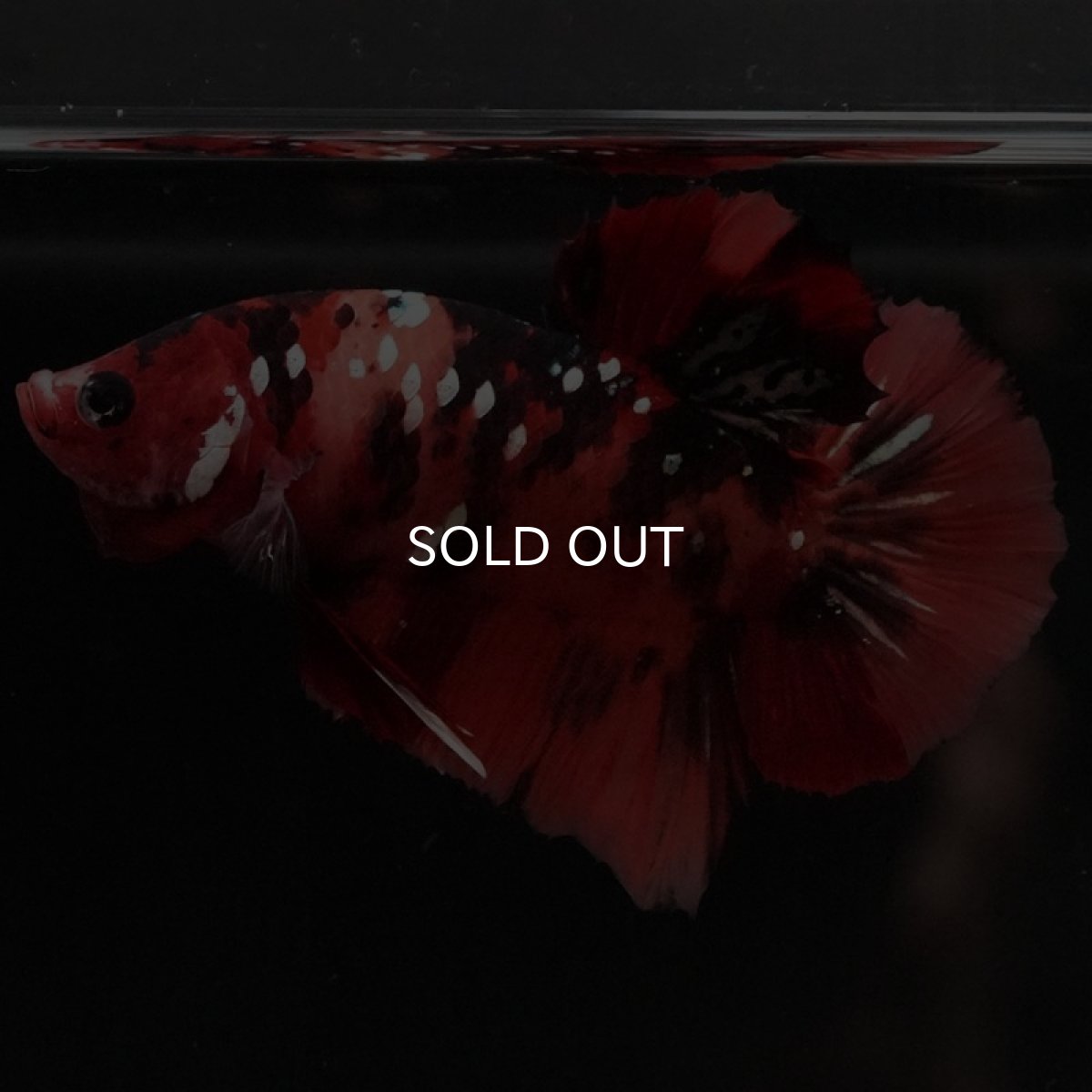 画像3: HMPK ニモカッパー (3)