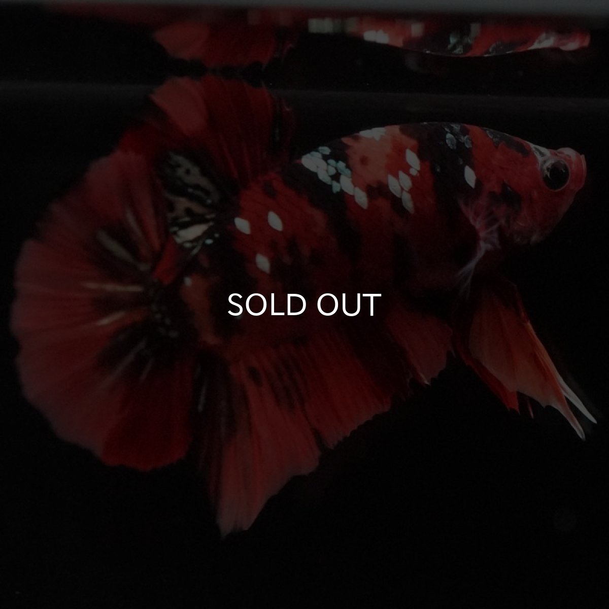 画像6: HMPK ニモカッパー (6)