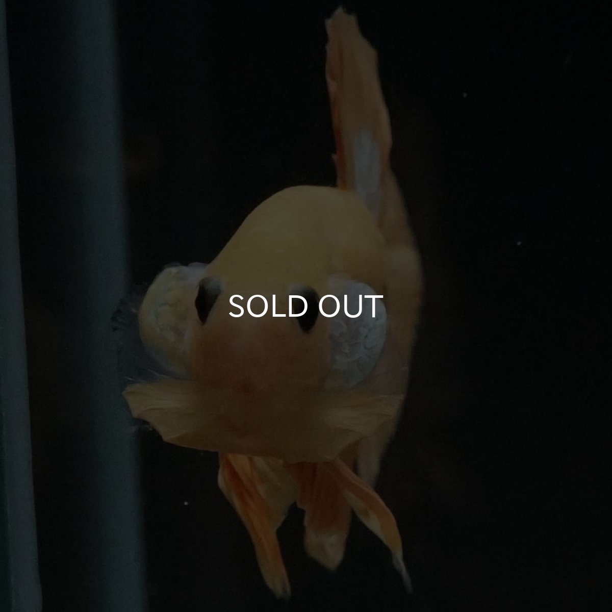 画像5: HMPK イエローファンシー (5)