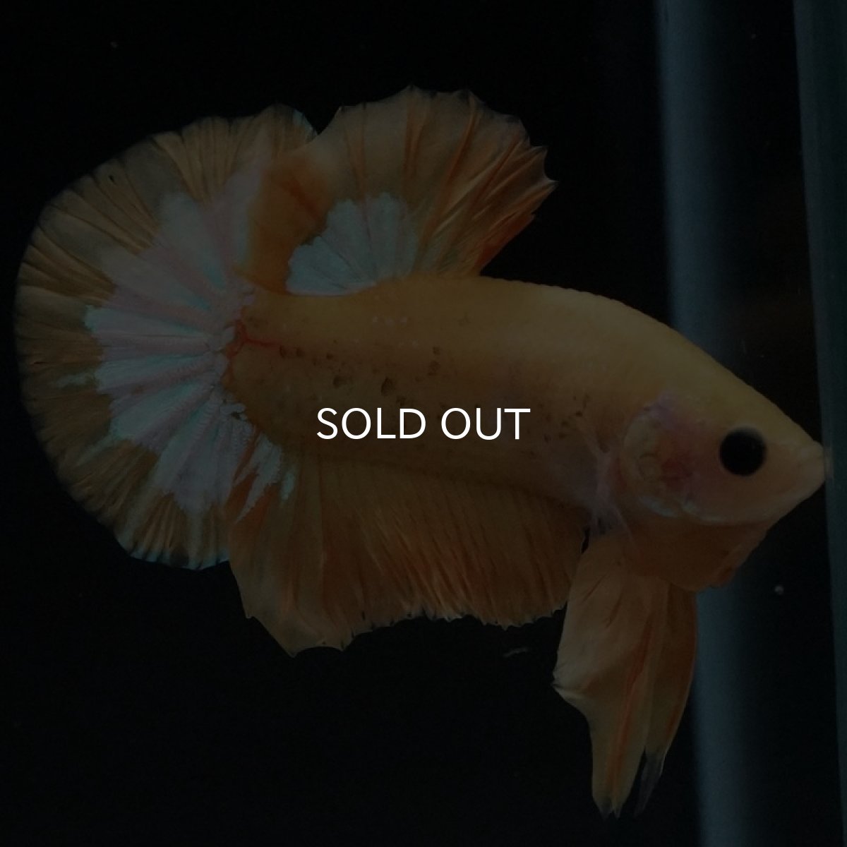 画像7: HMPK イエローファンシー (7)