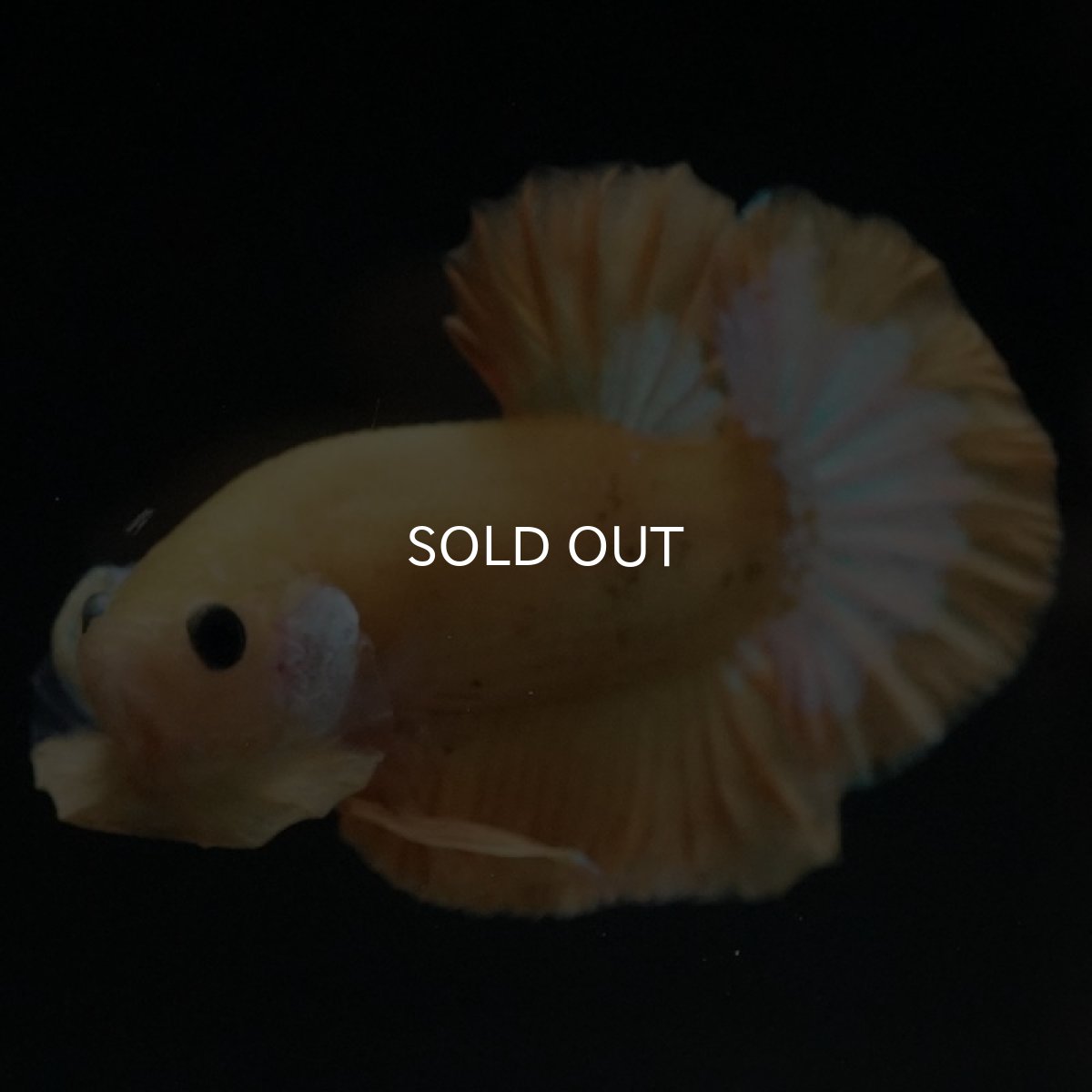 画像2: HMPK イエローファンシー (2)