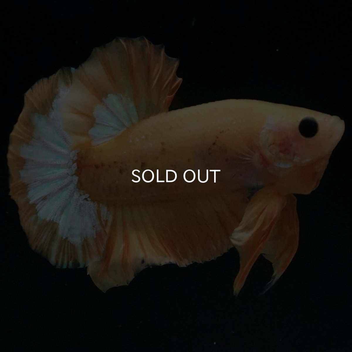 画像3: HMPK イエローファンシー (3)