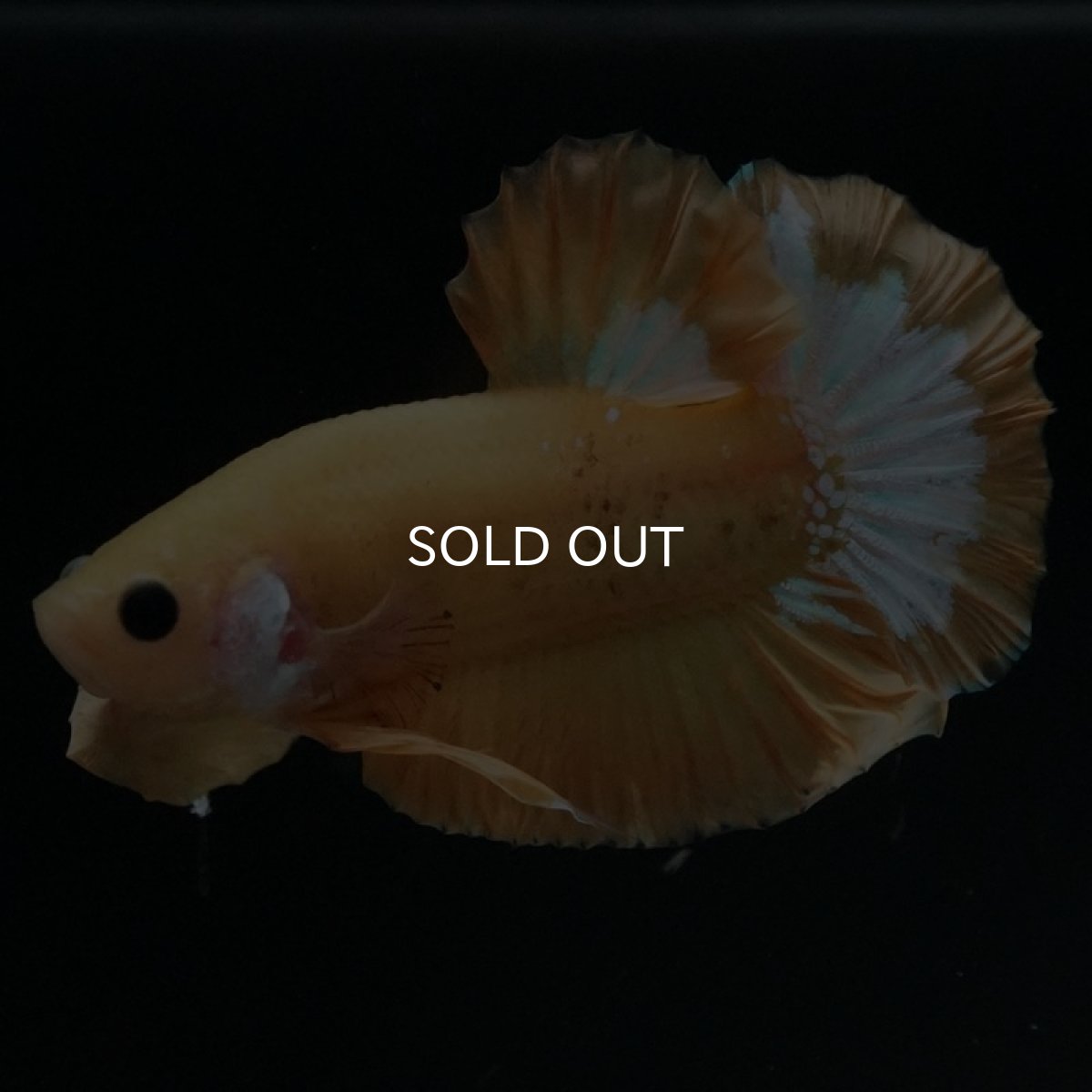 画像4: HMPK イエローファンシー (4)