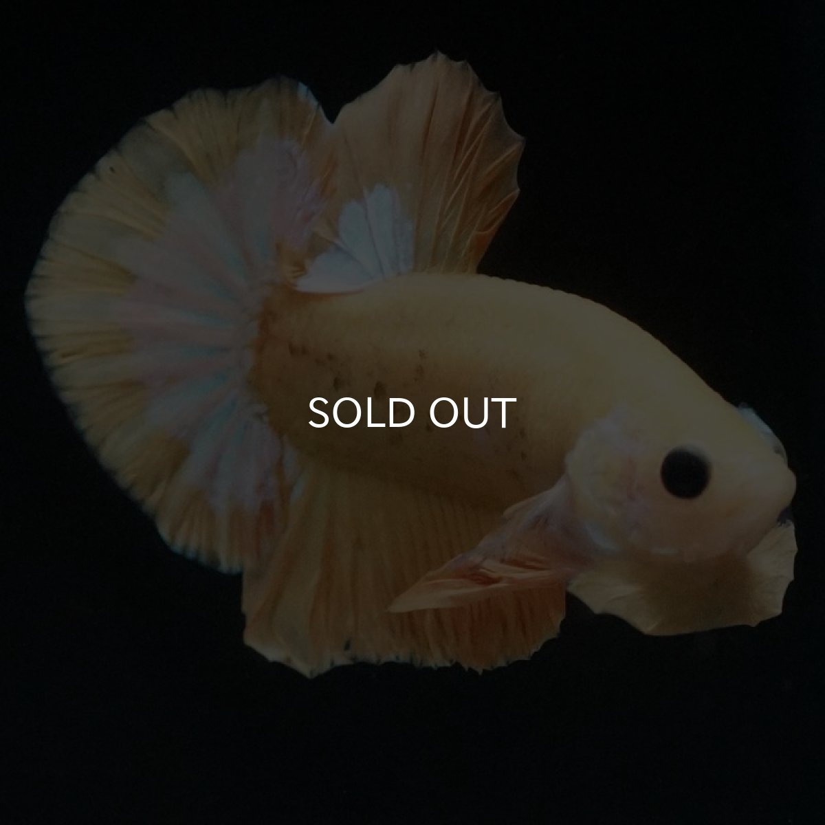 画像6: HMPK イエローファンシー (6)