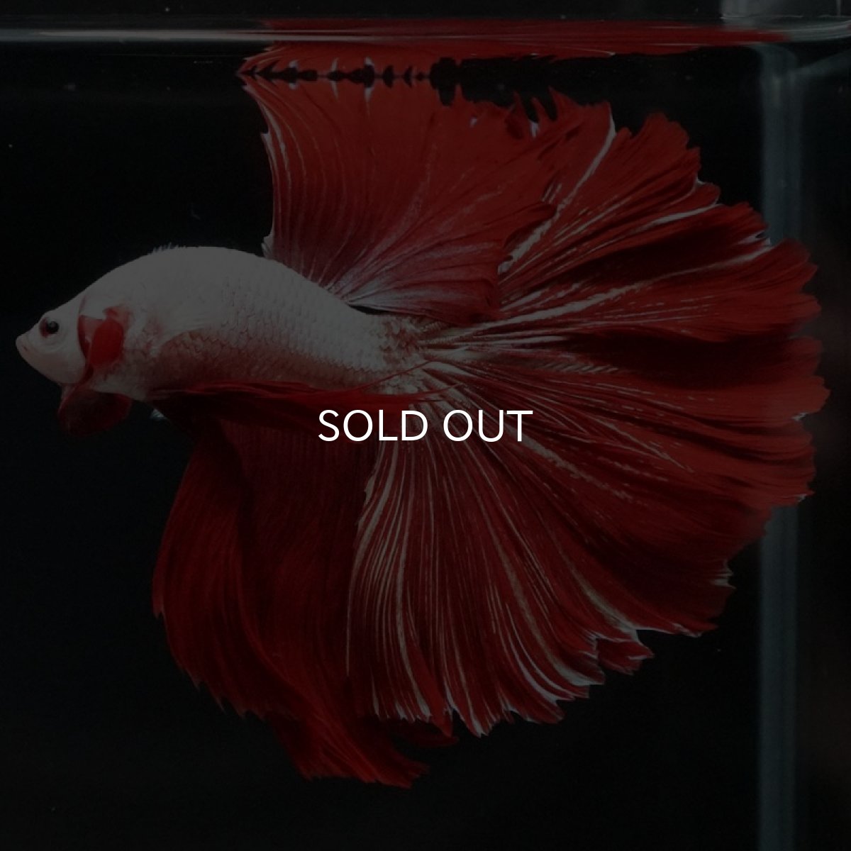 画像7: HM プラチナレッドドラゴン ローズテール (7)