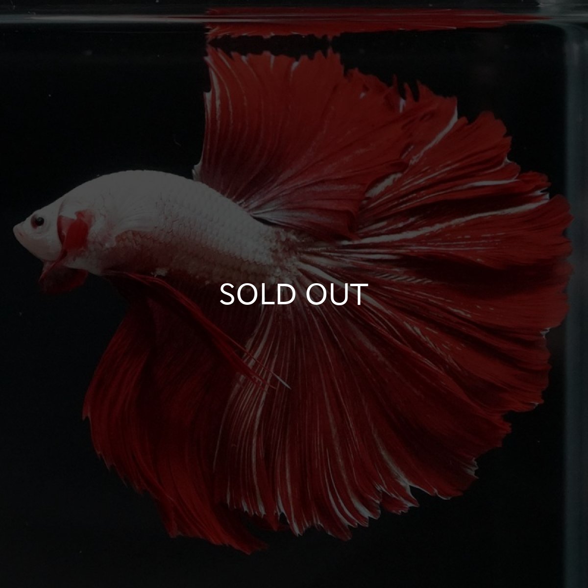 画像5: HM プラチナレッドドラゴン ローズテール (5)