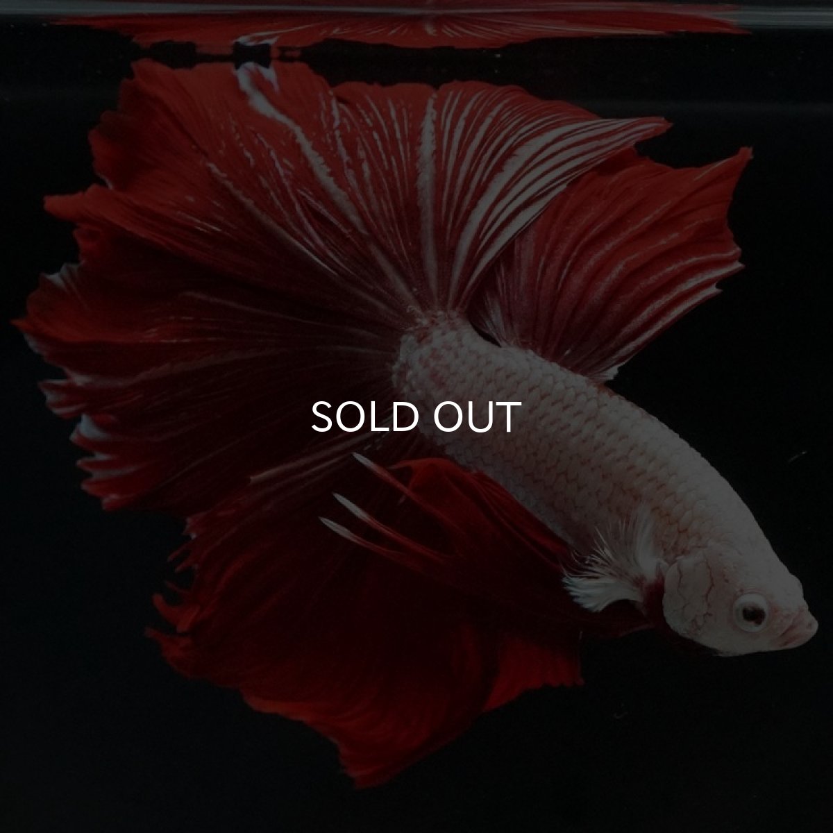 画像2: HM プラチナレッドドラゴン ローズテール (2)