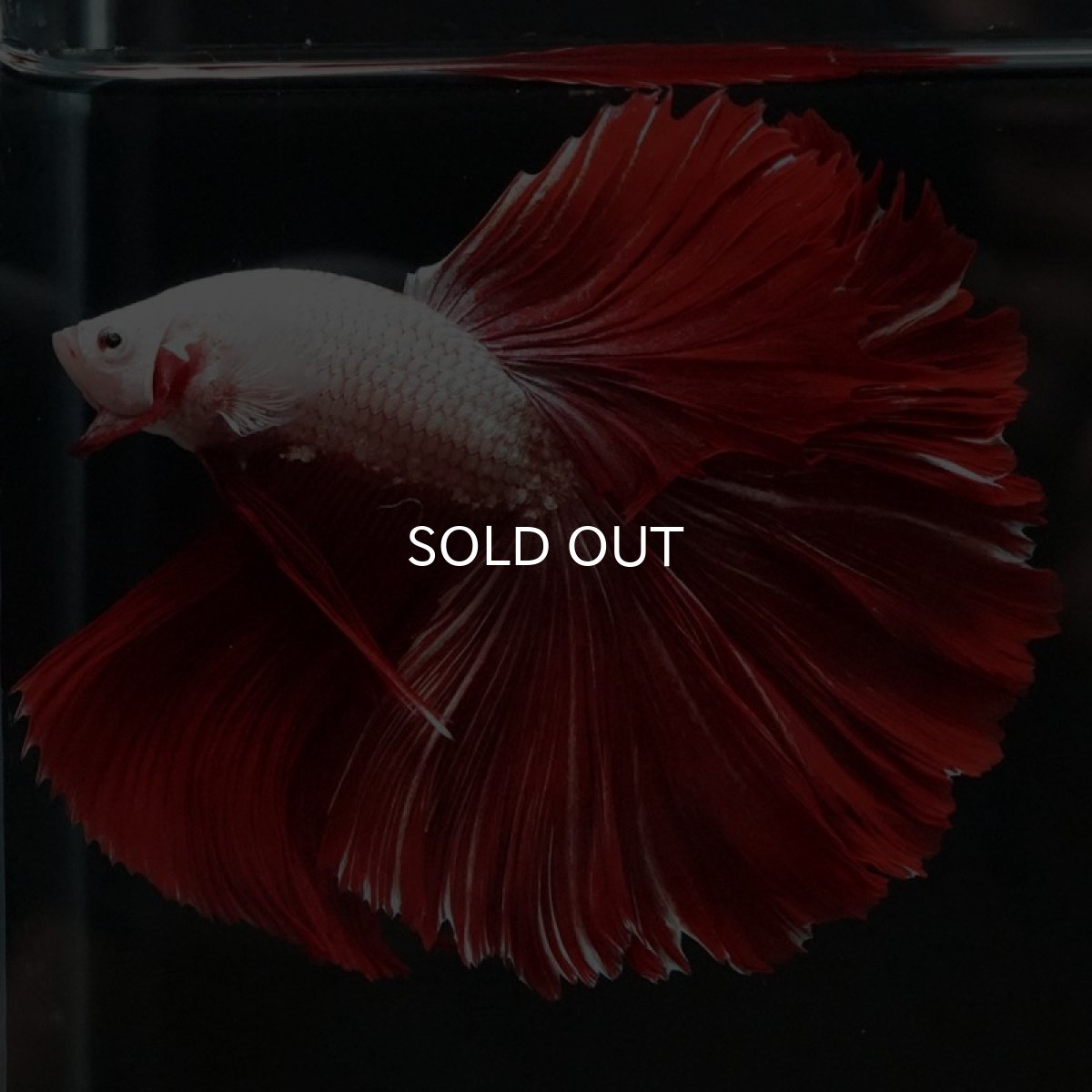 画像6: HM プラチナレッドドラゴン ローズテール (6)