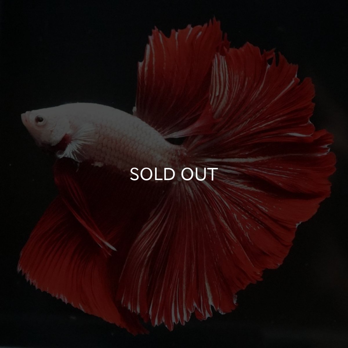 画像3: HM プラチナレッドドラゴン ローズテール (3)