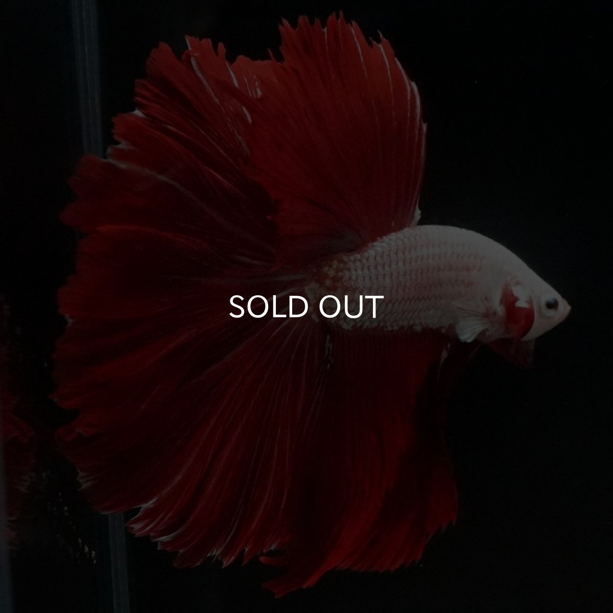 画像4: HM プラチナレッドドラゴン ローズテール (4)