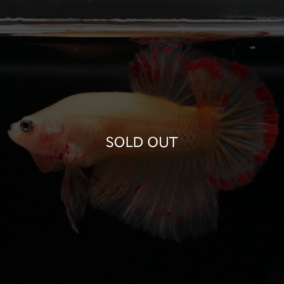 画像11: HMPK イエローバンダ (11)