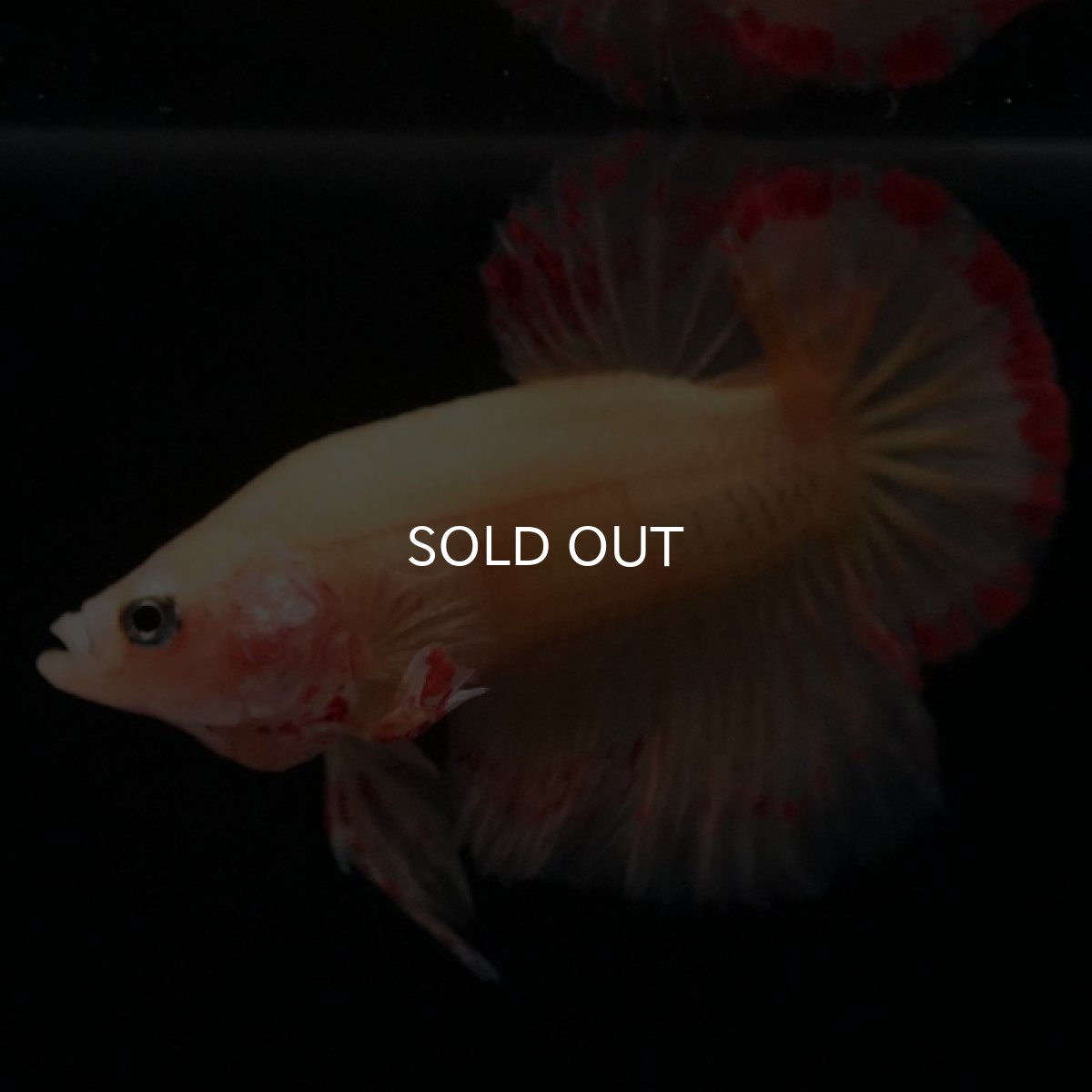 画像4: HMPK イエローバンダ (4)