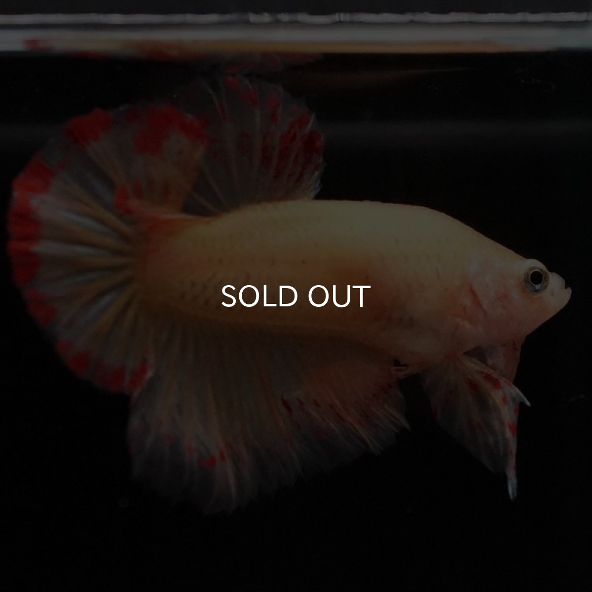 画像10: HMPK イエローバンダ (10)