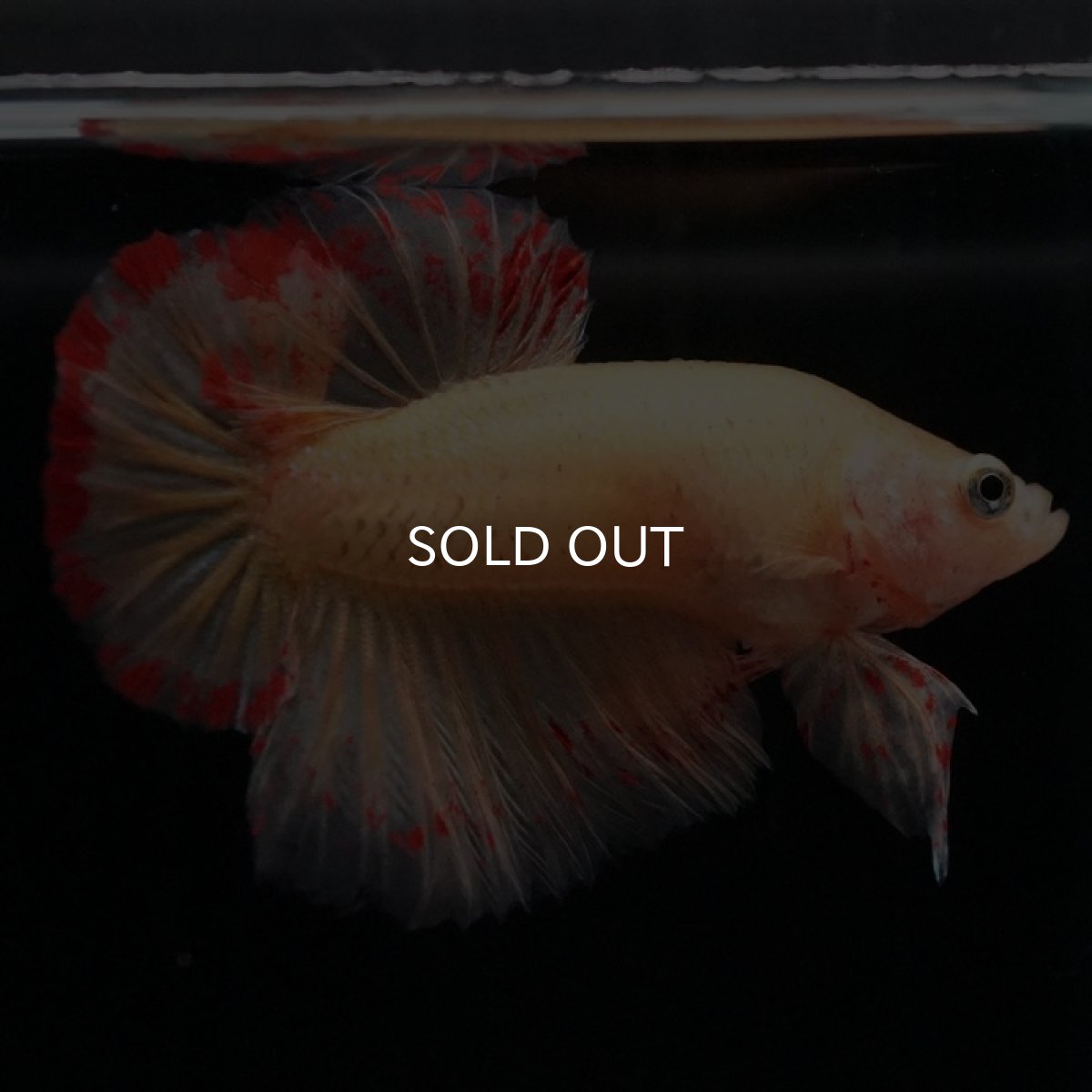 画像9: HMPK イエローバンダ (9)