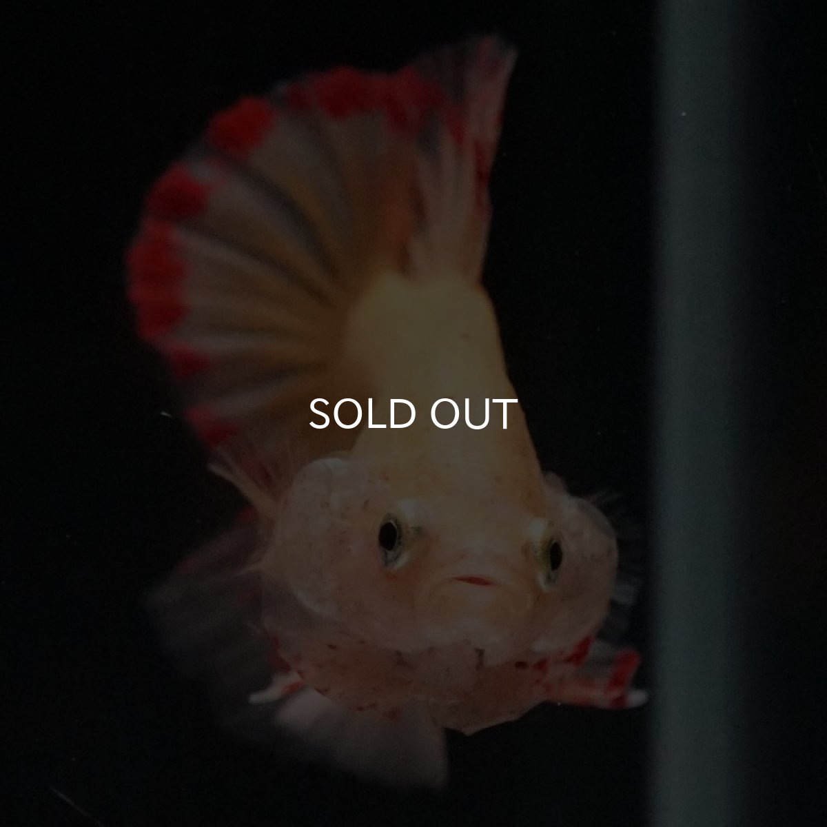 画像8: HMPK イエローバンダ (8)